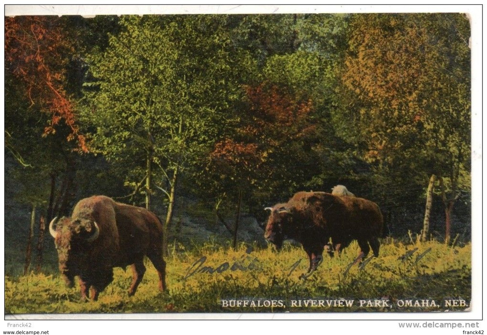 Etats Unis. Buffaloes, Riverview Park, Omaha - Omaha