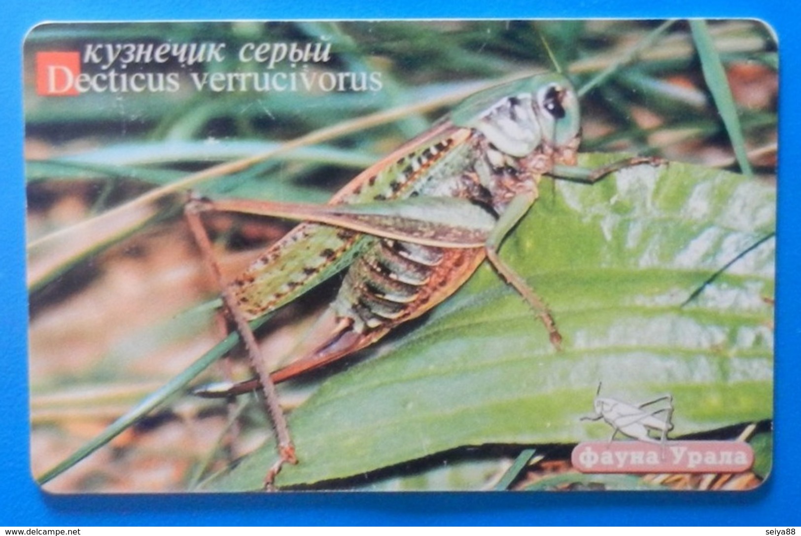 Russia Decticus Verrucivorus Grasshopper Insect Bug Ekaterinburg - Other & Unclassified