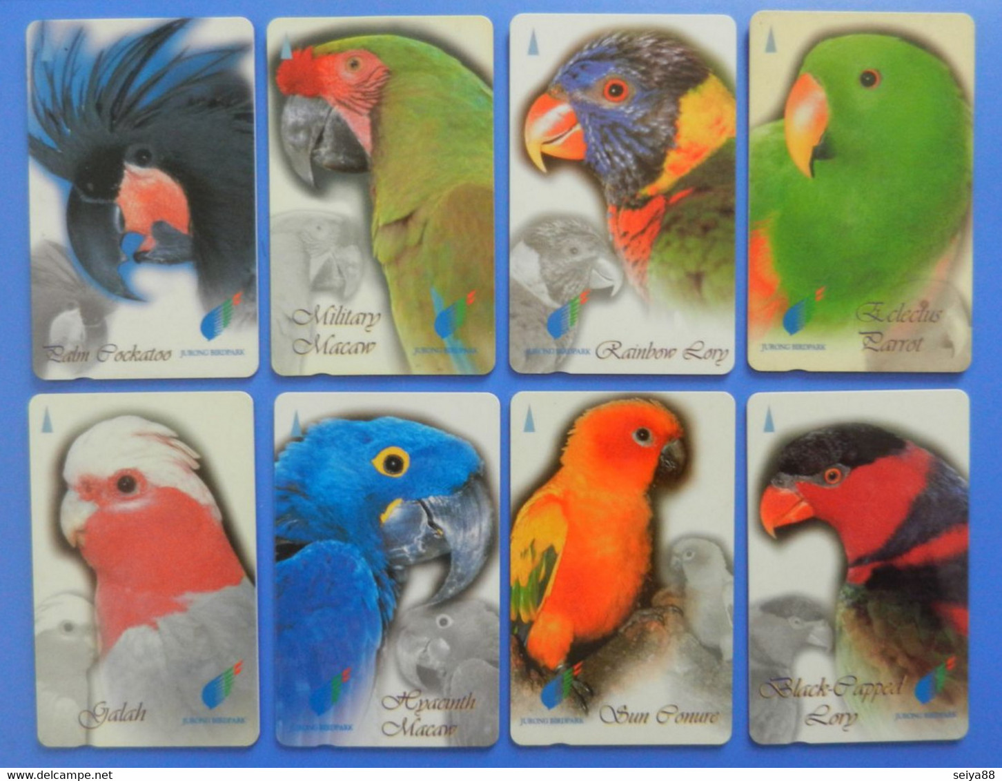 Singapore X8 Set Complete Bird Parrot Macaw Oiseaux Birds Galah Conure Lory Eclectus Cockatoo - Pappagalli