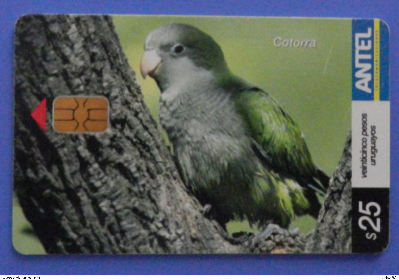 Uruguay Bird Cotorra Myopsitta Monachus Monaco Monk Parrot Oiseau Vogel Parrots Antel - Loros