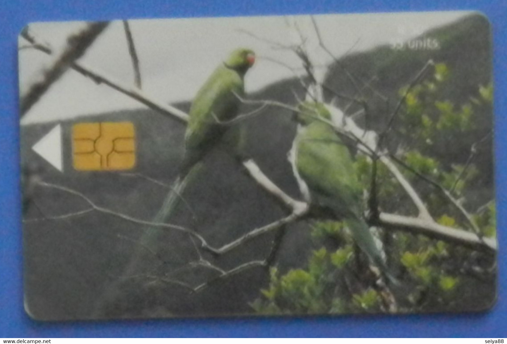 Mauritius Bird Echo Parakeet Psittacula Parrot Oiseau Vogel Uccello Parrots - Loros