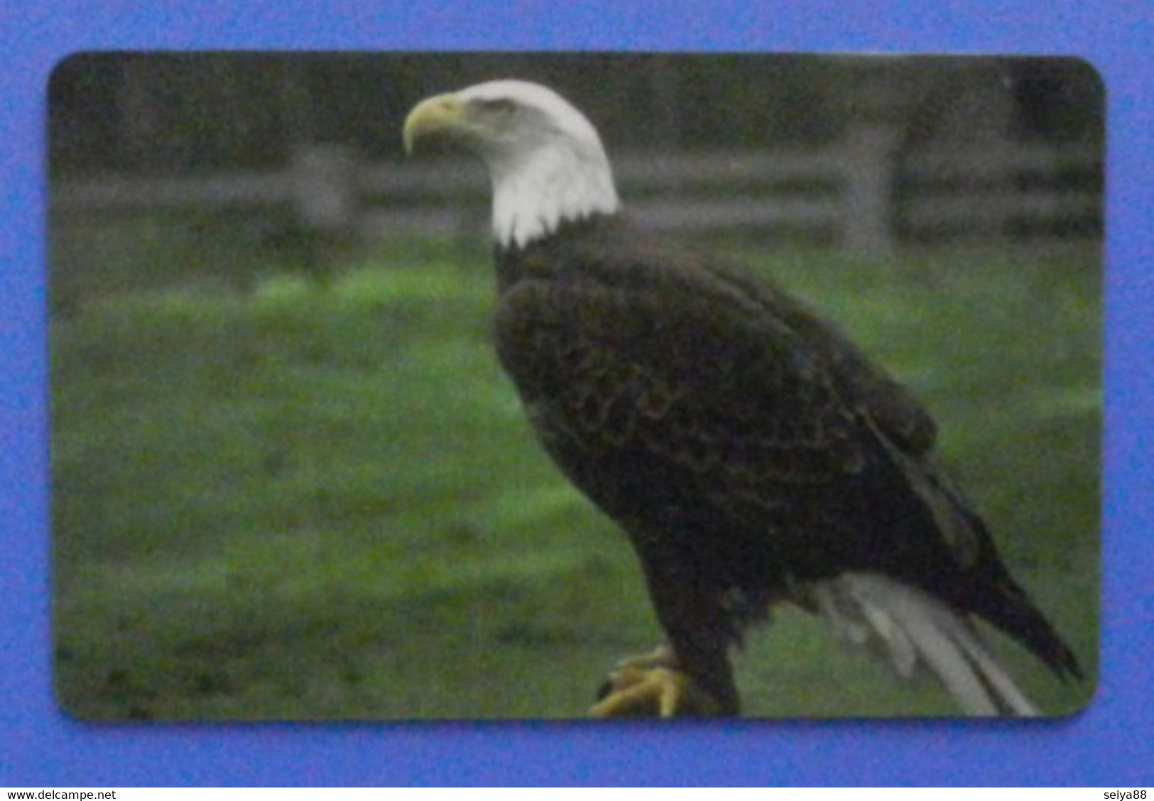 Liberia Phone Bird Bald Eagle Oiseau Vogel Birds Aquila - Águilas & Aves De Presa