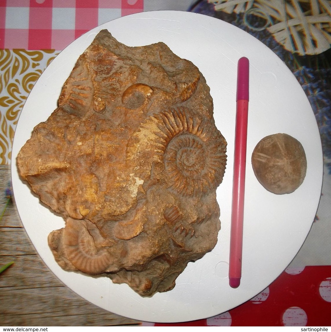 Lot : Un Bloc D’ammonites Fossile Et Un Oursin Callovien De La Sarthe - Fossils