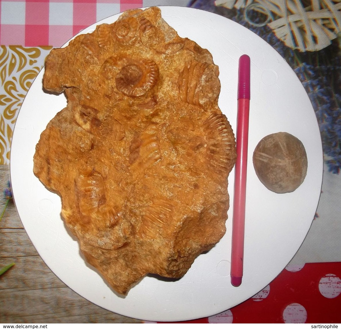 Lot : Un Bloc D’ammonites Fossile Et Un Oursin Callovien De La Sarthe - Fossiles