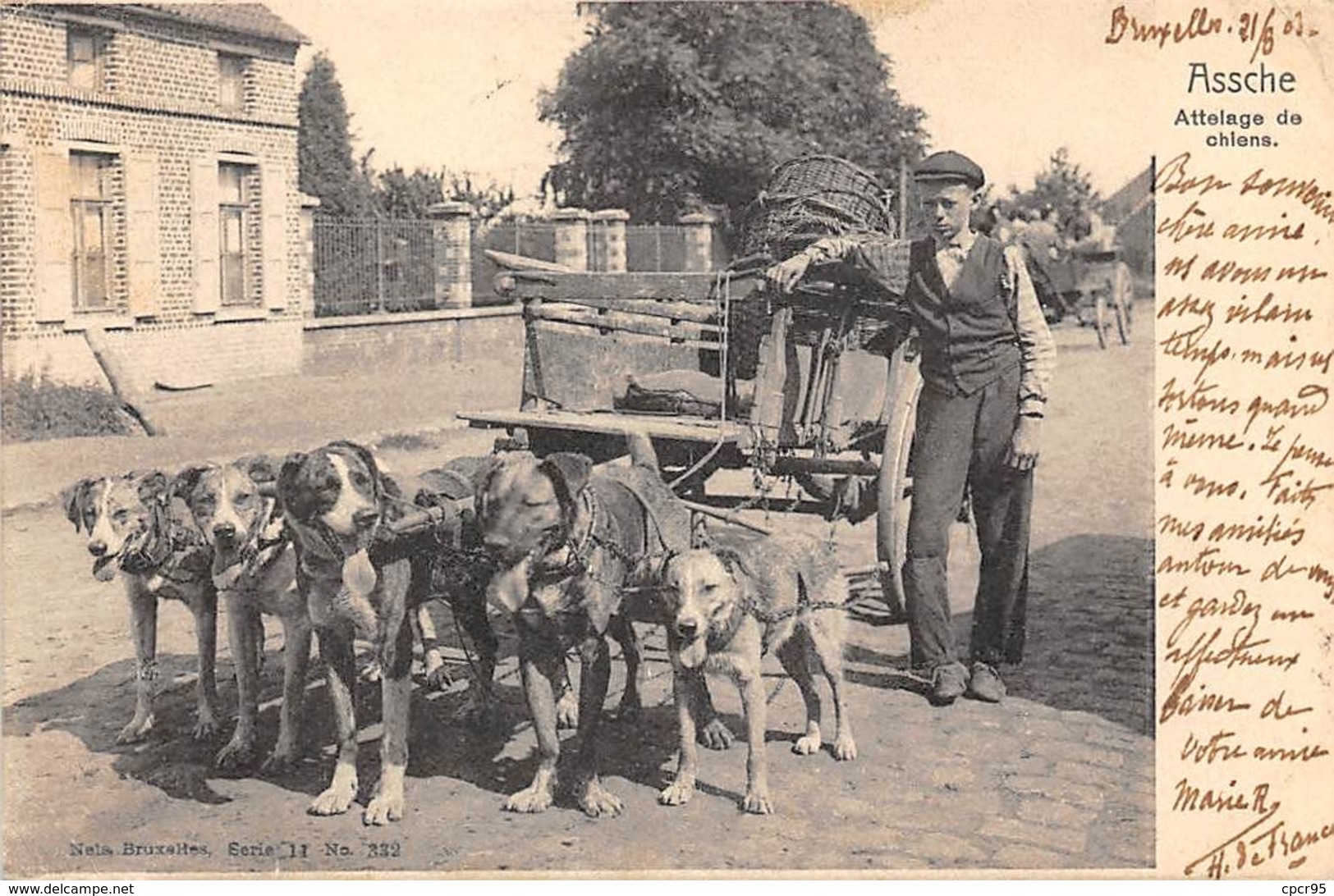 Belgique - N°68071 - ASSE - ASSCHE - Attelage De Chiens - Asse