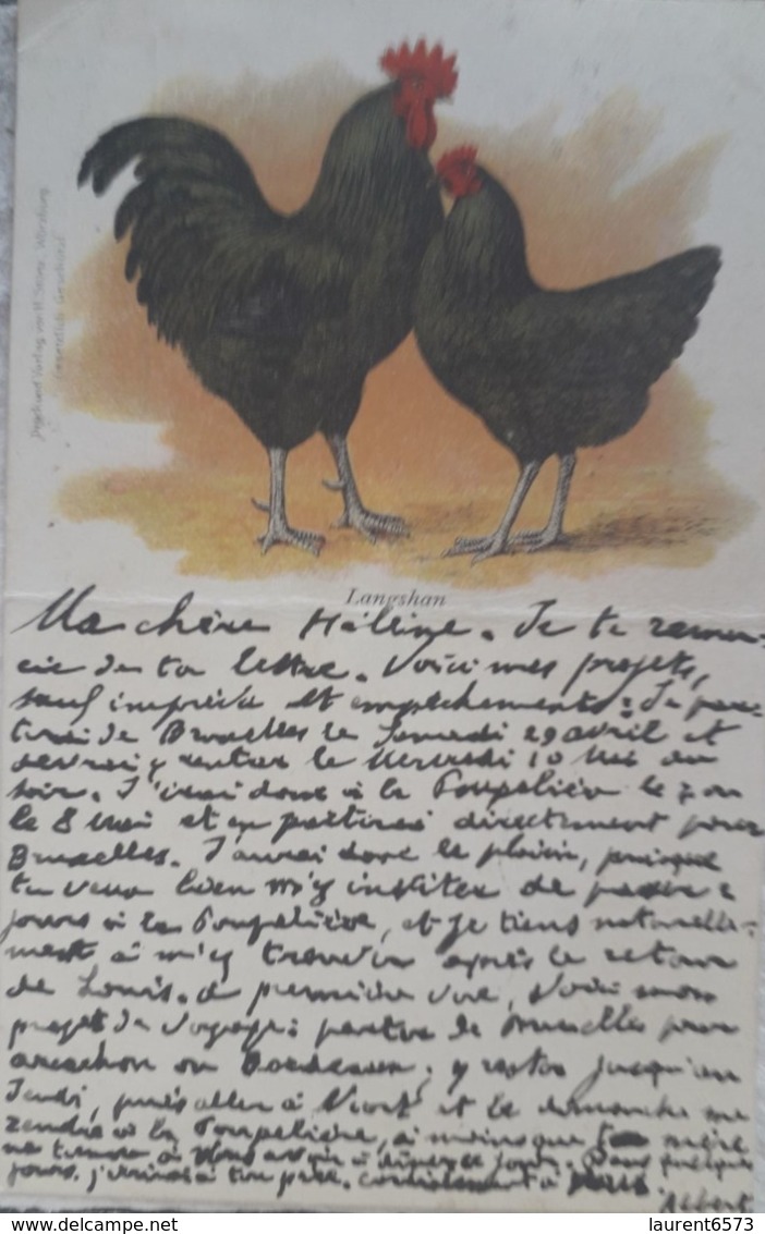 Poule Poulette Chicken Geflugel Oiseau Signe Race Langshan Verlag H. Stürtz. Old Postcard. Cpa. Ca. 1900« 52 » - Otros & Sin Clasificación