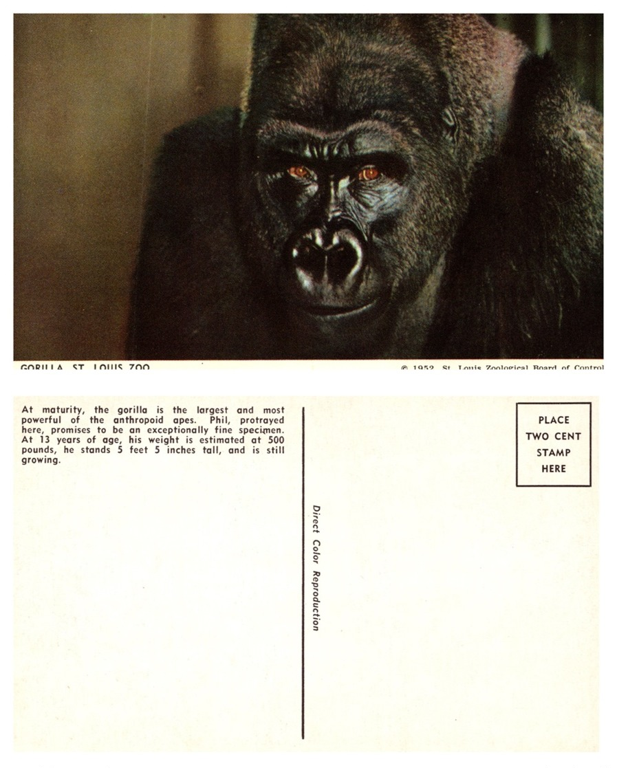 Gorilla, St. Louis Zoo, St Louis Missouri (8585) - Altri & Non Classificati