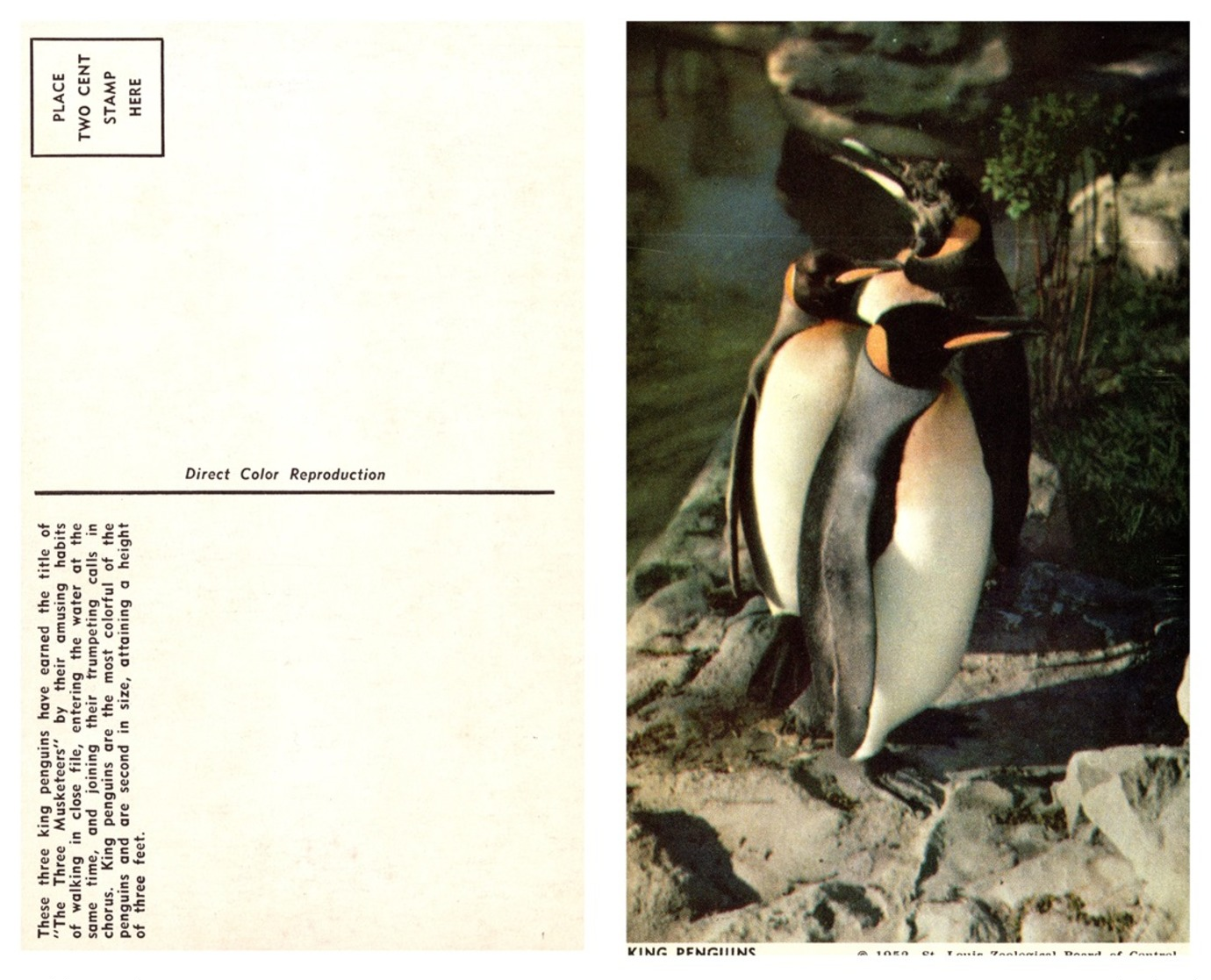 King Penguins, St. Louis Zoological Board Of Control (8582) - Altri & Non Classificati