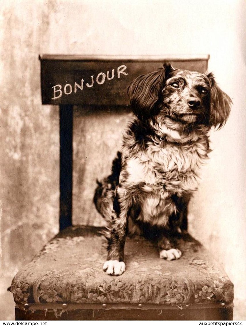 Tirage Photo Albuminé Souple Original Portrait Canin D'épagneul Breton Sur Sa Chaise Vers 1900/10 " Bonjour " - Anonymous Persons