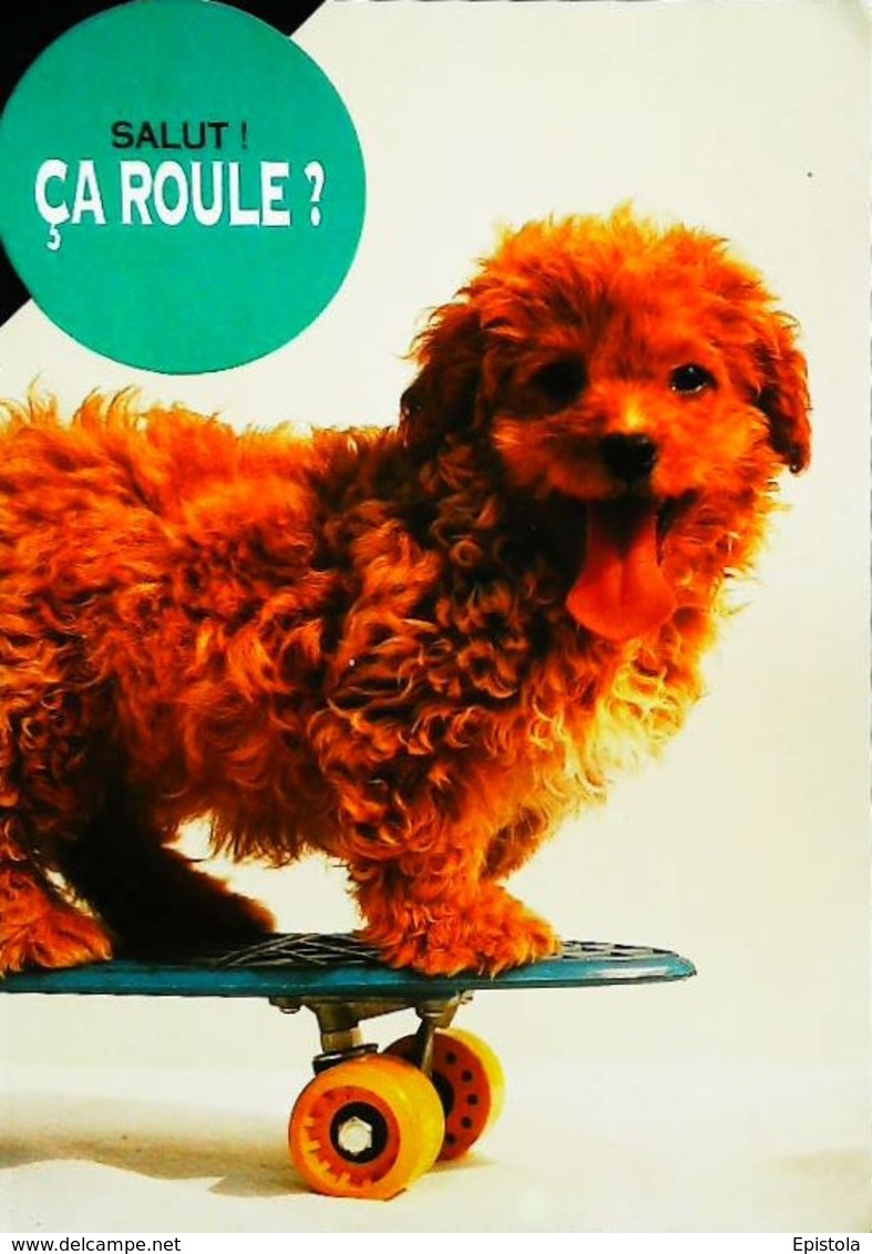 Skateboard  Chien  Salut ça Roule ? - Skateboard