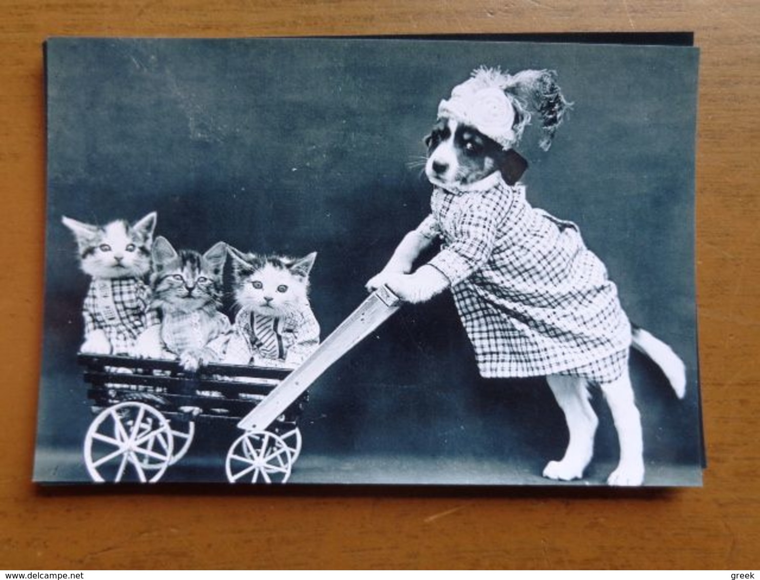 Kat, Cat, Chat / Vintage Puppy Pushing Kittens -> Unwritten (no Old Cards, Geen Oude Kaarten) - Gatti