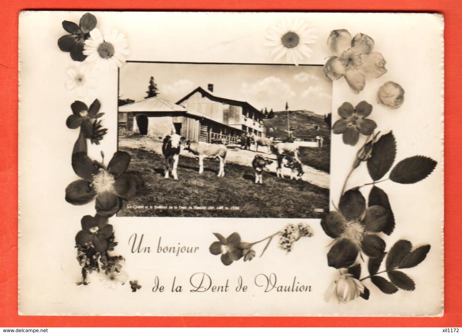 IKC-03 Un Bonjour De La Dent De Vaulion , Alpage Et Troupeau De Vaches, Fantaisie, Cachet Du Restaurant Au Dos. Circulé - Vaulion