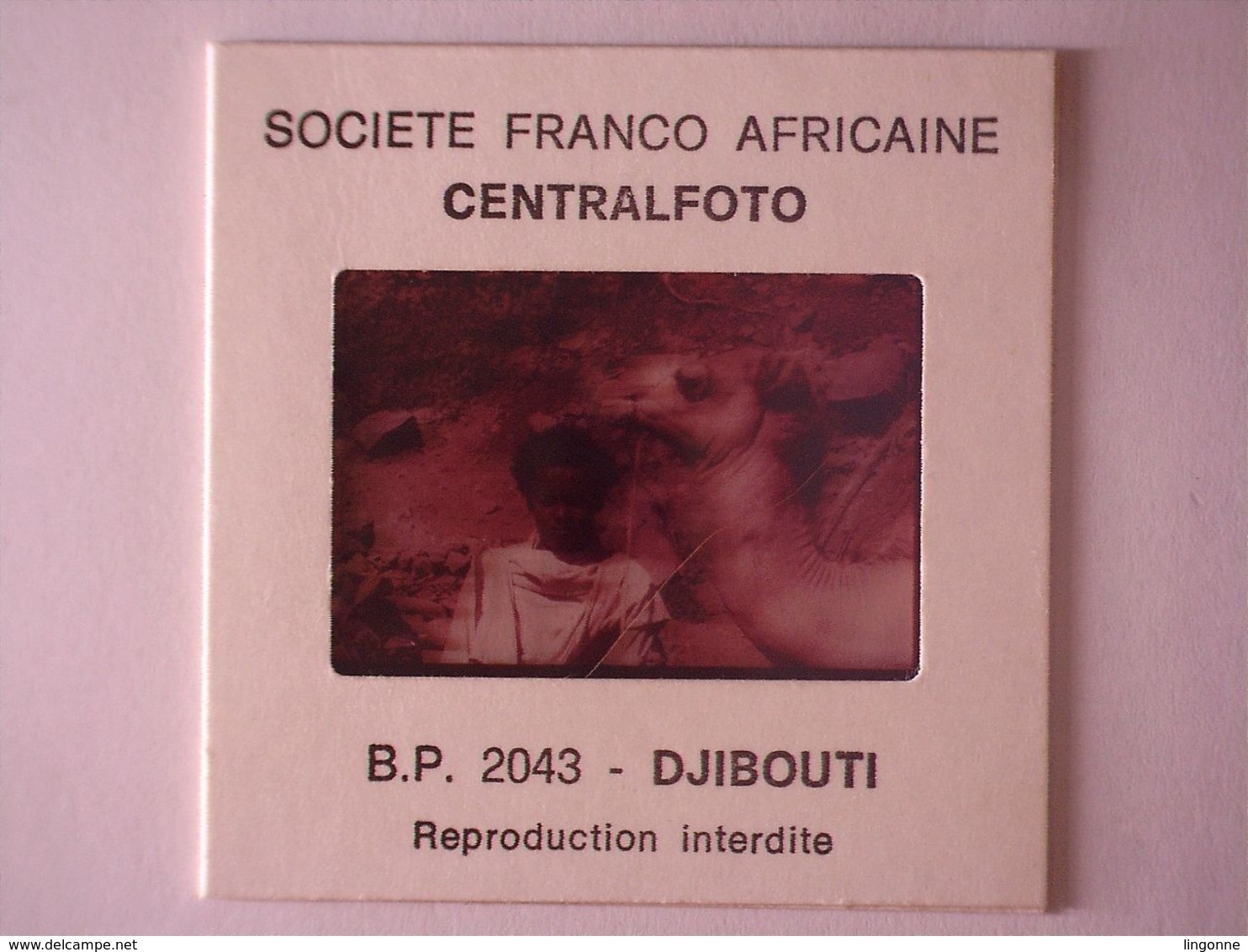 DIAPOSITIVE Société Franco Africaine CENTALFOTO DJIBOUTI Série E N°2 CHAMELIER - Diapositives