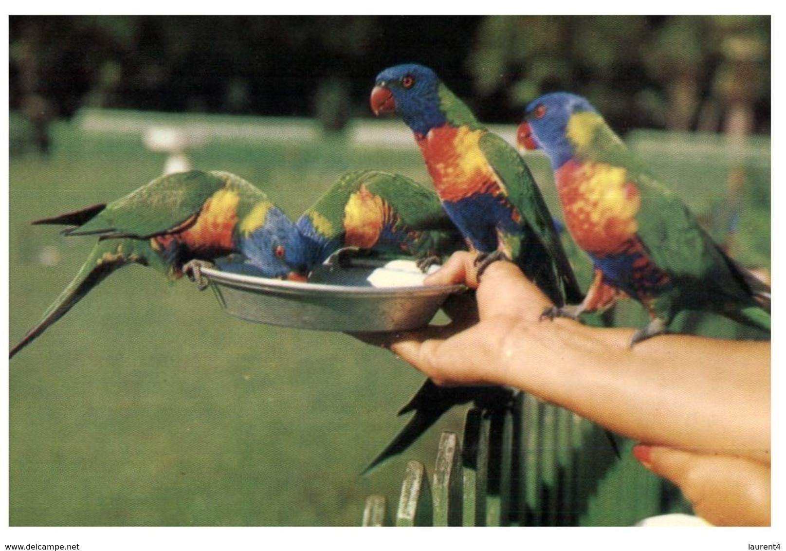 (A 4) Australia - QLD Currumbin & Parrots Feeding (older) - Sunshine Coast