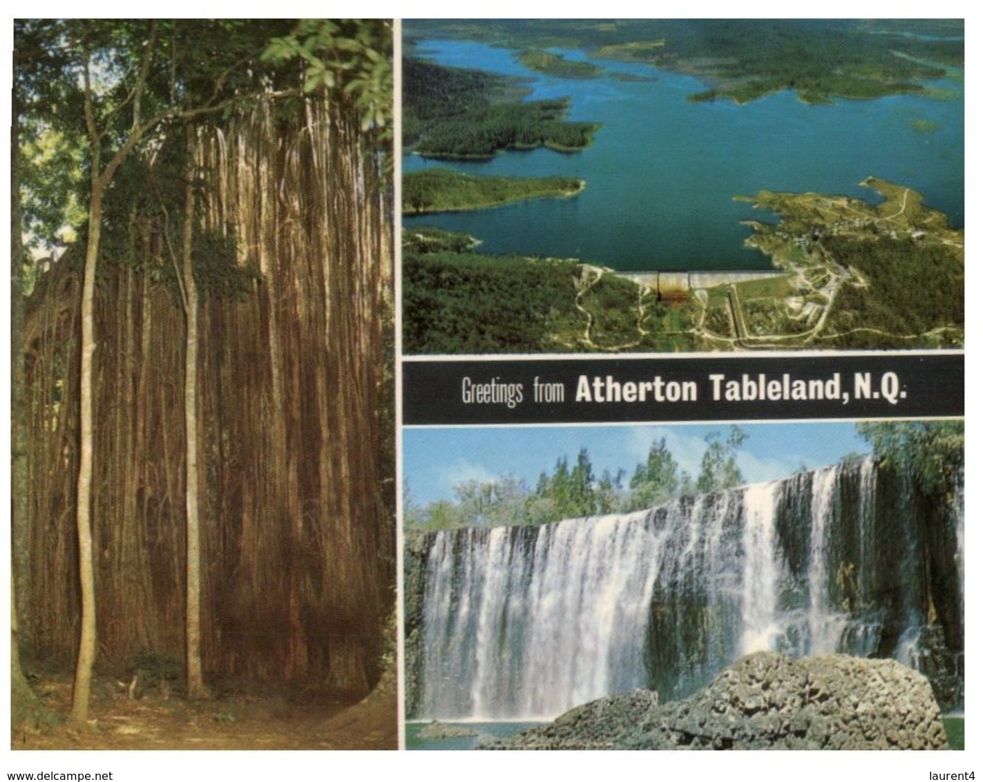 (A 70 Australia - QLLD - Atherthon Tableland Curtain Fig Tree + 2 Views - Mackay / Whitsundays