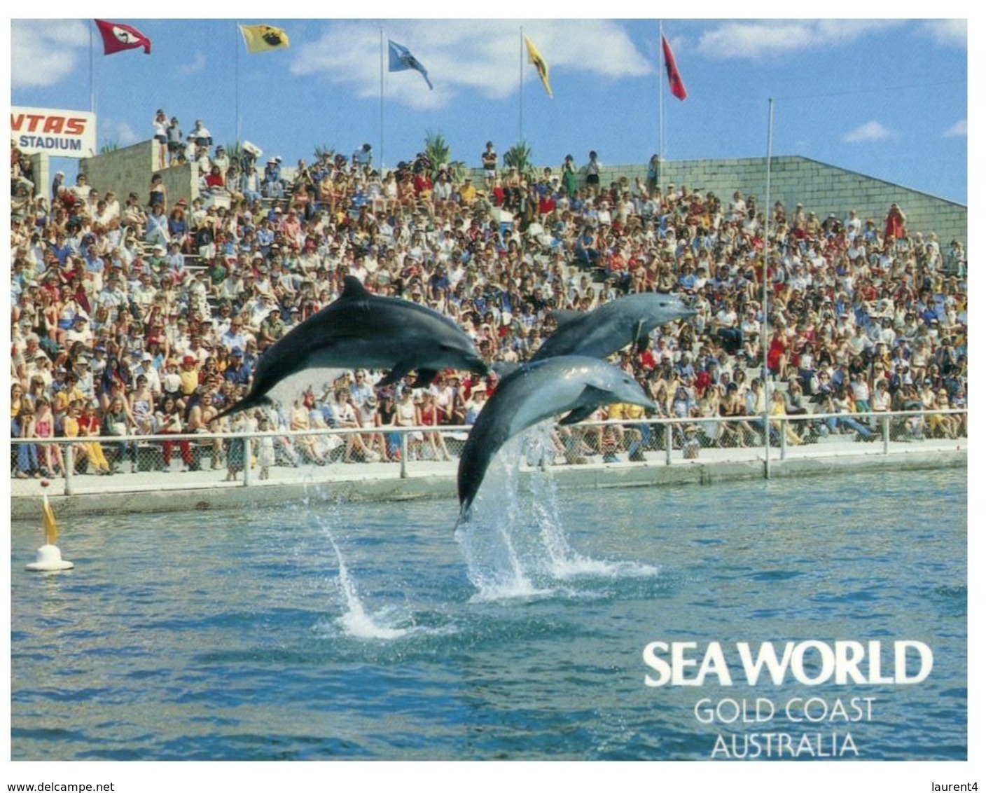 (A 7) Australia - QLD - Dolphin At Sea World - Gold Coast