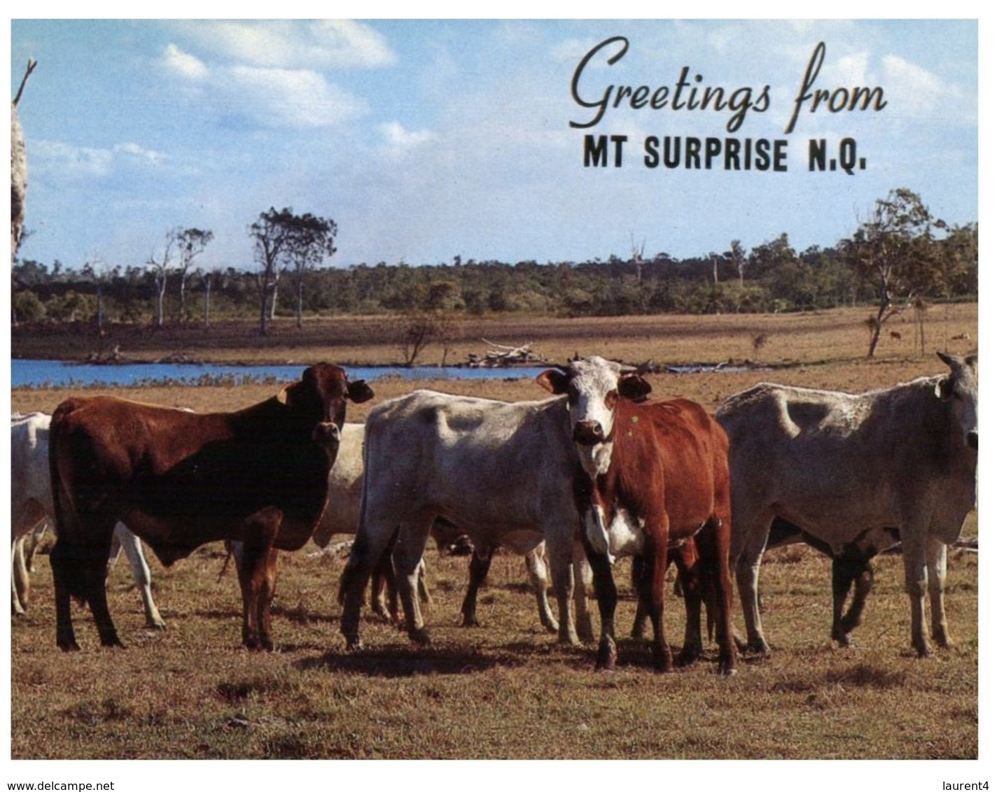 (A 9) Australia - QLD - Cows In Mt Surprise - Far North Queensland