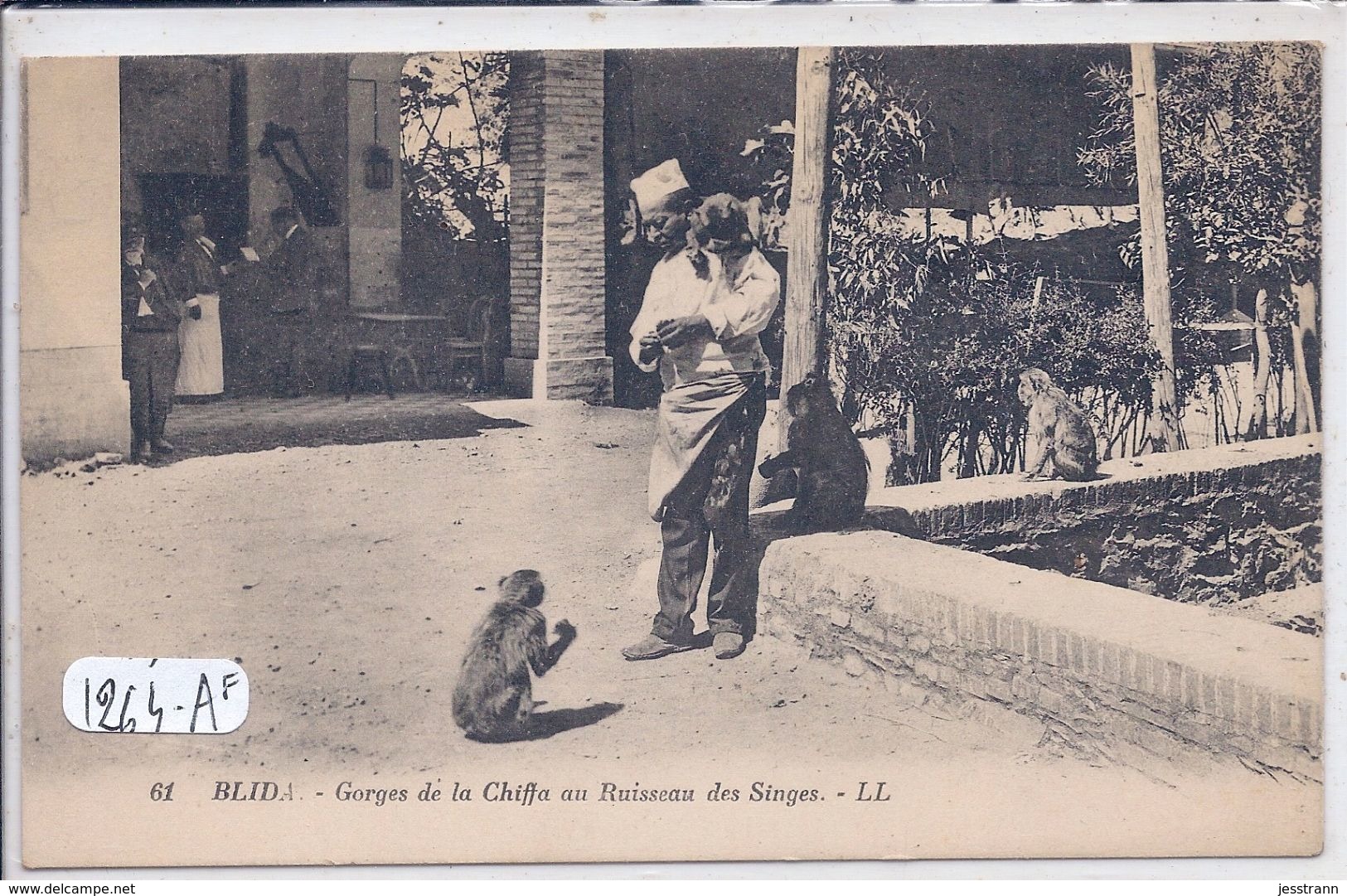 BLIDA- GORGES DE LA CHIFFA AU RUISSEAU DES SINGES - Blida