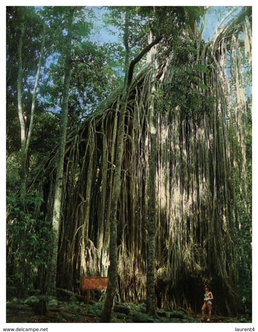 (A 15) Australia - QLD - Curtain Fig Tree - Atherton Tablelands