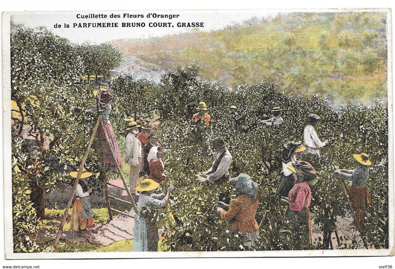 CPA 06 ALPES MARITIMES  GRASSE Cueillette Des Fleurs D'Oranger De La Parfumerie Bruno Court Grasse - Cultivation