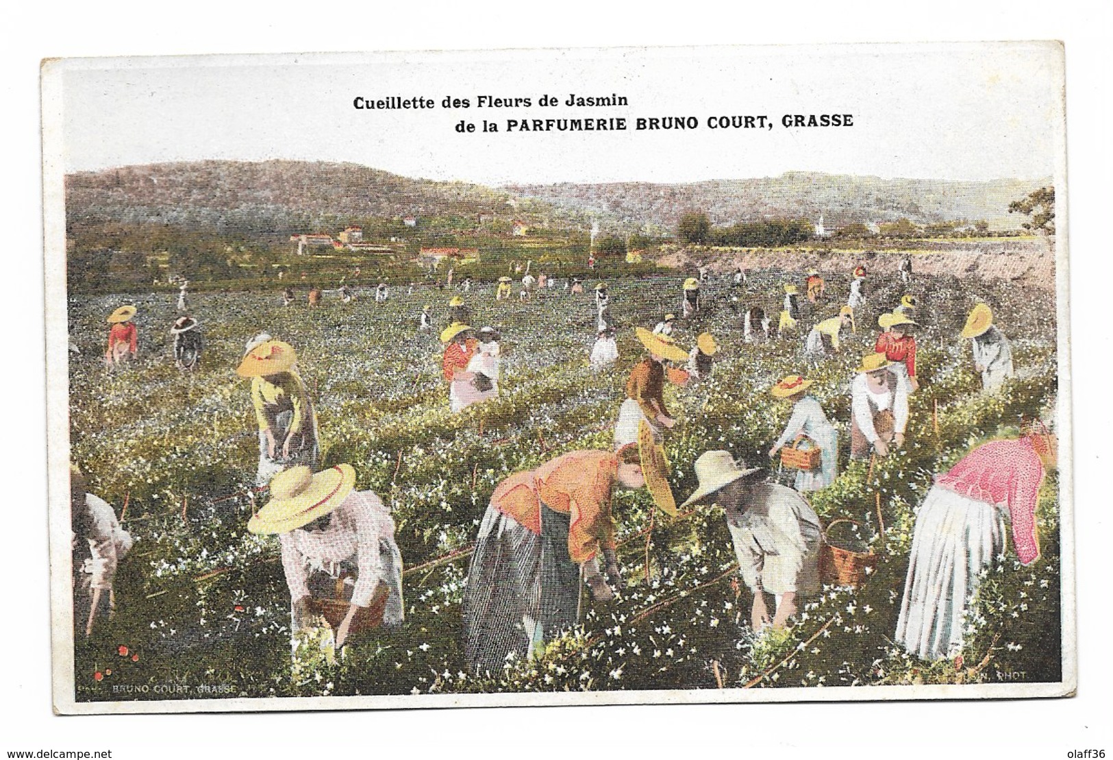 CPA 06 ALPES MARITIMES  GRASSE Cueillette Des Fleurs De Jasmin De La Parfumerie Bruno Court Grasse - Landwirtschaftl. Anbau