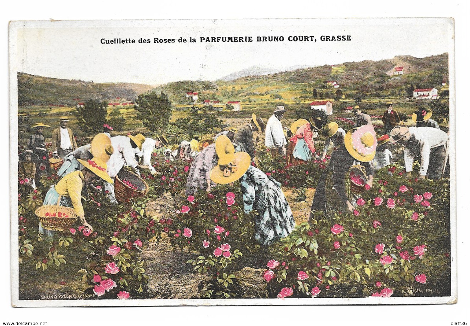 CPA 06 ALPES MARITIMES  GRASSE Cueillette Des Roses De La Parfumerie Bruno Court Grasse - Culture