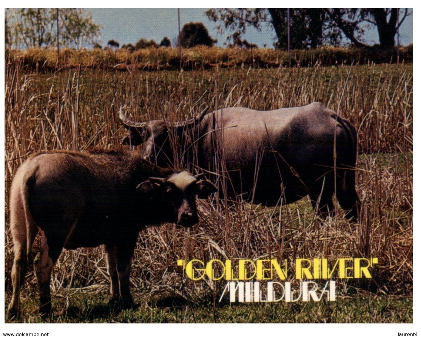 (A 21) Australia - VIC - Golden River (with Indian Water Buffalo / Cow) - Mildura