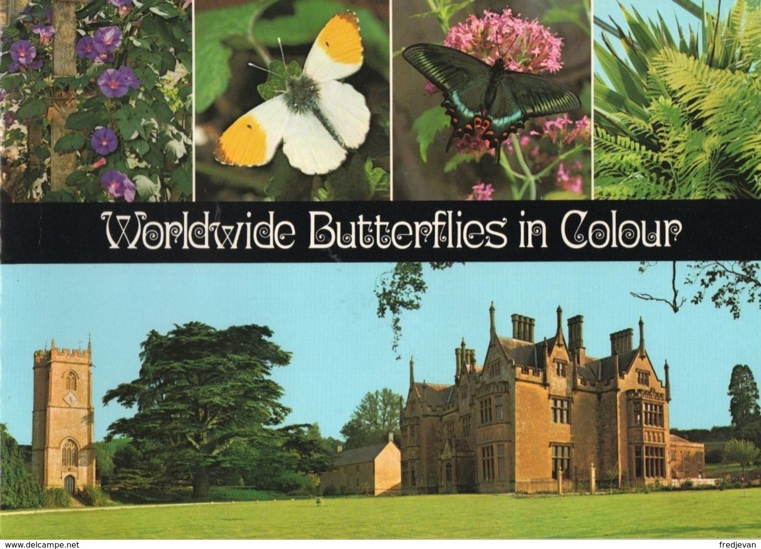 Boek / Worldwide Butterflies In Colour Met Zeer Mooi Foto's (Engels) - Vita Selvaggia