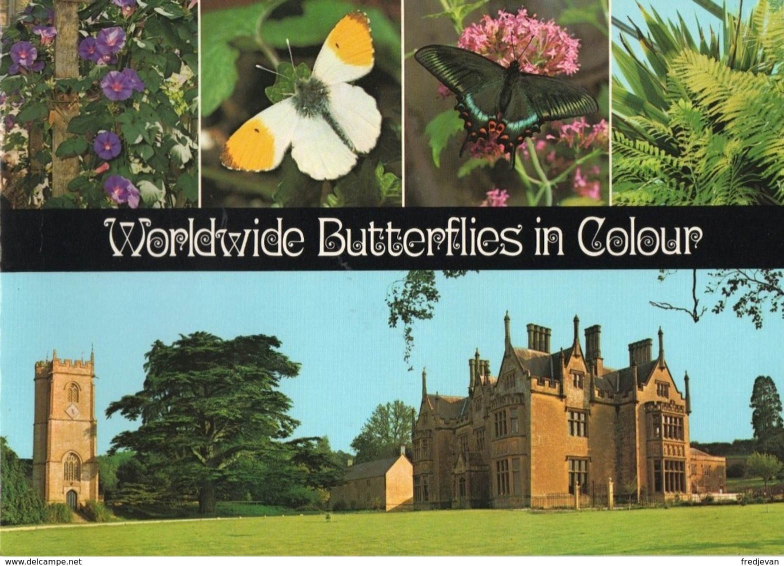 Boek / Worldwide Butterflies In Colour Met Zeer Mooi Foto's (Engels) - Fauna