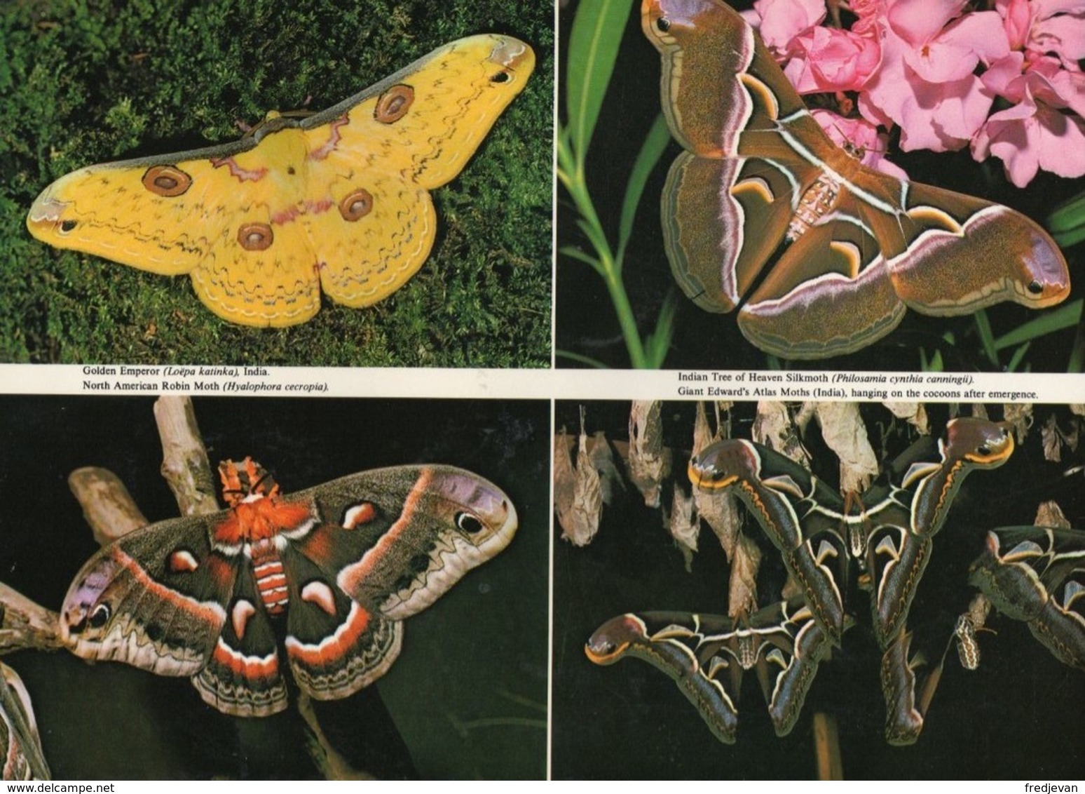 Boek / Worldwide Butterflies In Colour Met Zeer Mooi Foto's (Engels) - Vie Sauvage