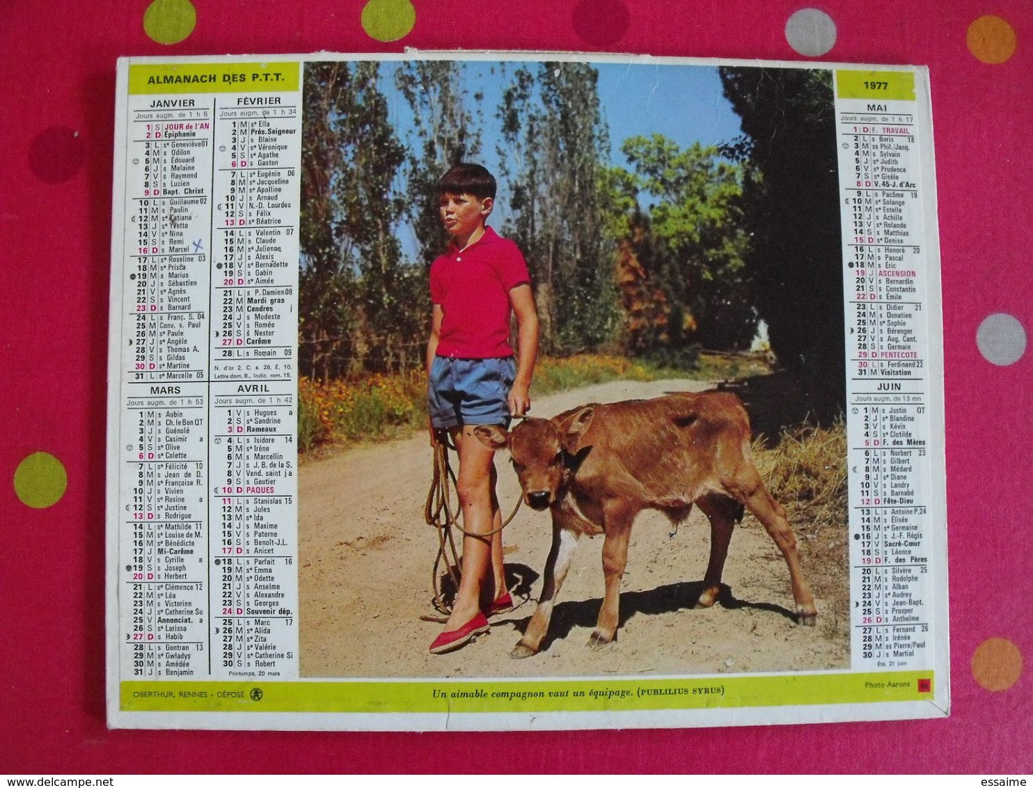 Almanach Des PTT. Cantal. Calendrier Poste 1977. Fillette Poule, Garçon Veau - Grand Format : 1971-80