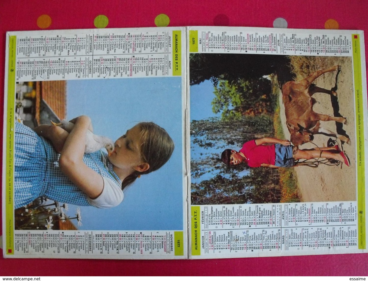 Almanach Des PTT. Cantal. Calendrier Poste 1977. Fillette Poule, Garçon Veau - Big : 1971-80