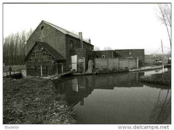 NIEUWRODE - Holsbeek (Vlaams-Brabant) - Molen/moulin - Historische Opname (1977) Van De Blauwmolen Op De Winge - Holsbeek