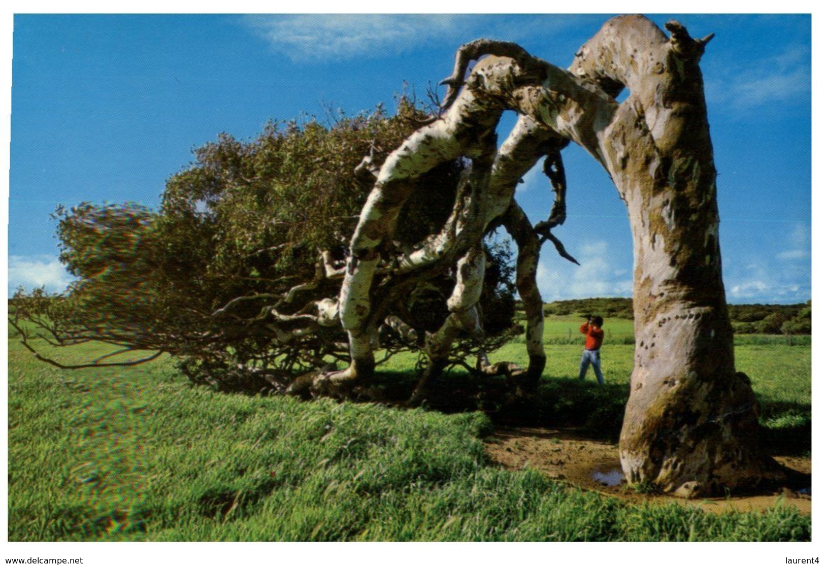 (A 28) Australia - WA - Windswept Tree - Geraldton