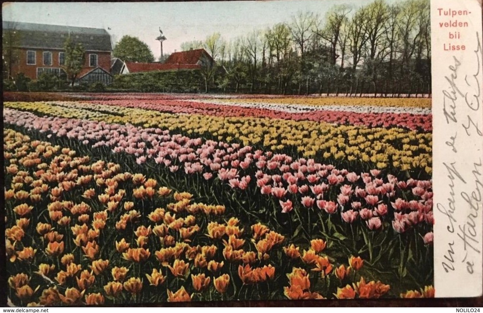 Cpa 1906,Tulpenvelden Bij Lisse, (Champs De Tulipes Près De Lisse, Pays-Bas) - Lisse