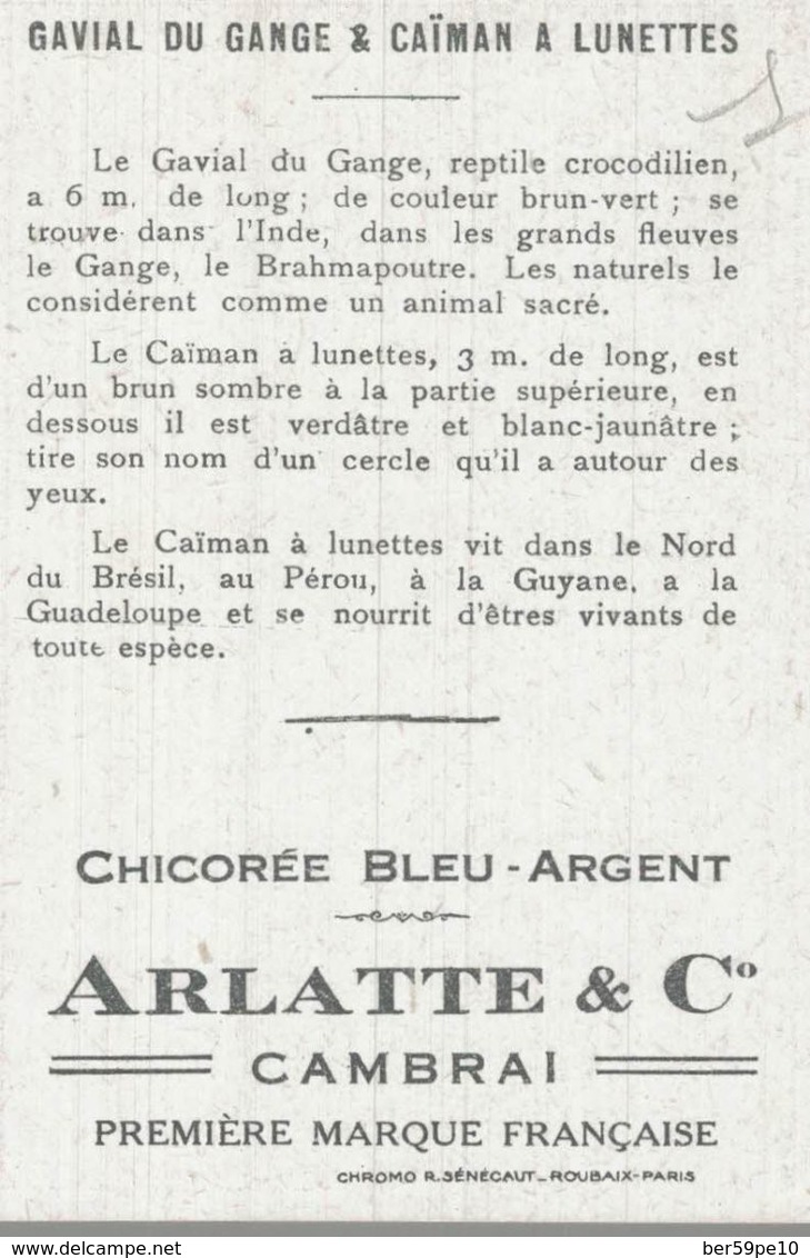 CHROMO CHICOREE BLEU-ARGENT ARLATTE & C° CAMBRAI  GAVIAL DU GANGE & CAIMAN A LUNETTES - Otros & Sin Clasificación