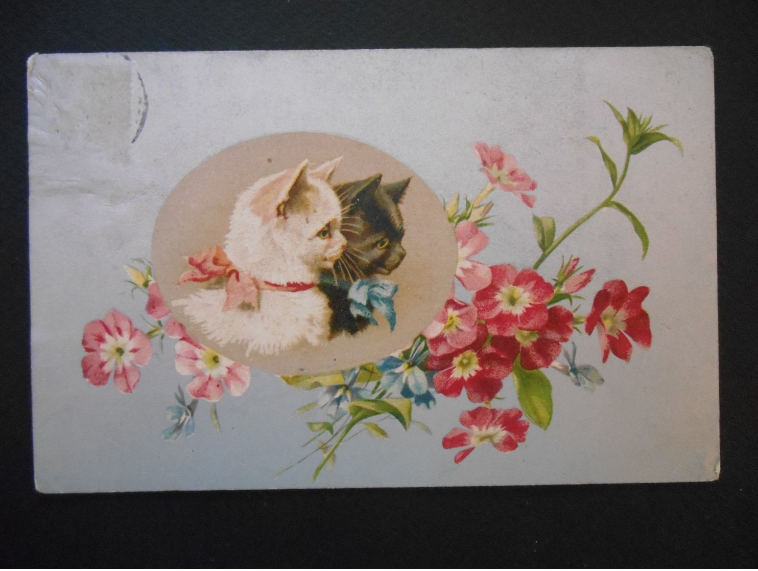 Chat Blanc Et Chat Noir Avec Rubans Dans Médaillon, Fleurs Roses Et Bleues - Fonds Argent - Chats