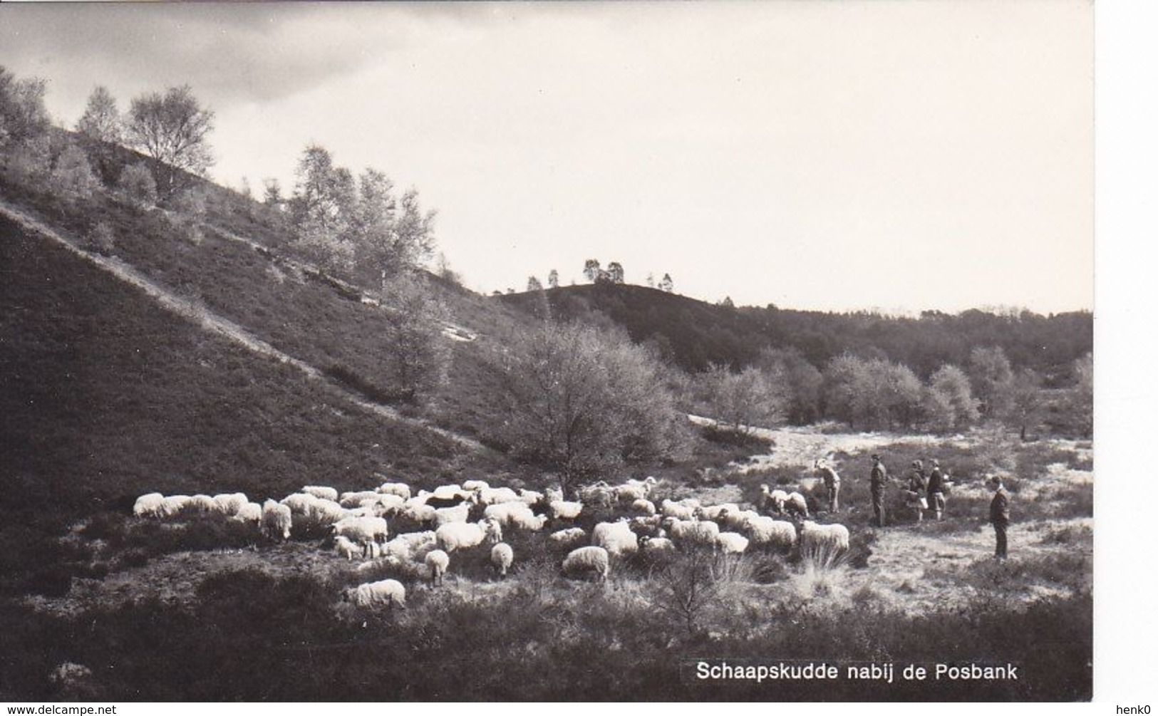 Rheden Posbank Schaapskudde K415 - Rheden