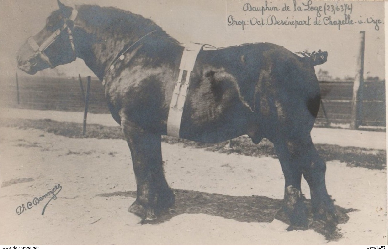 Chapelle-à-Oye (Leuze En Hainaut), Photocarte , Cheval Trait , Ploegpaard : Dauphin De La Loge , Prop Oct. Desénepart - Leuze-en-Hainaut