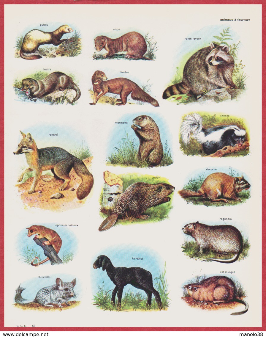 Animaux. Illustration D'animaux à Fourrure: Putois, Vison, Raton Laveur, Loutre, Karakul, Chinchilla... Larousse 1960. - Historical Documents