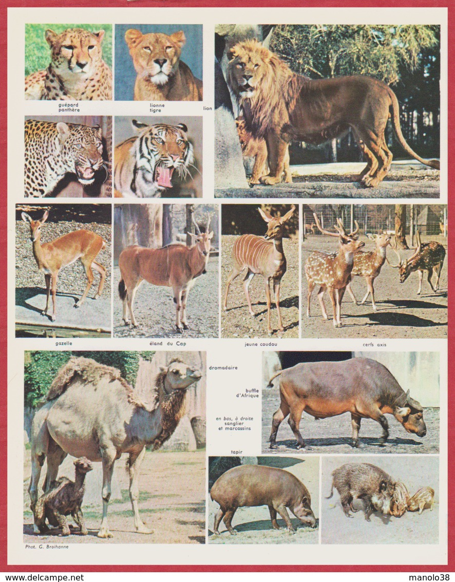 Animaux. Illustration D'animaux à Fourrure: Putois, Vison, Raton Laveur, Loutre, Karakul, Chinchilla... Larousse 1960. - Historical Documents