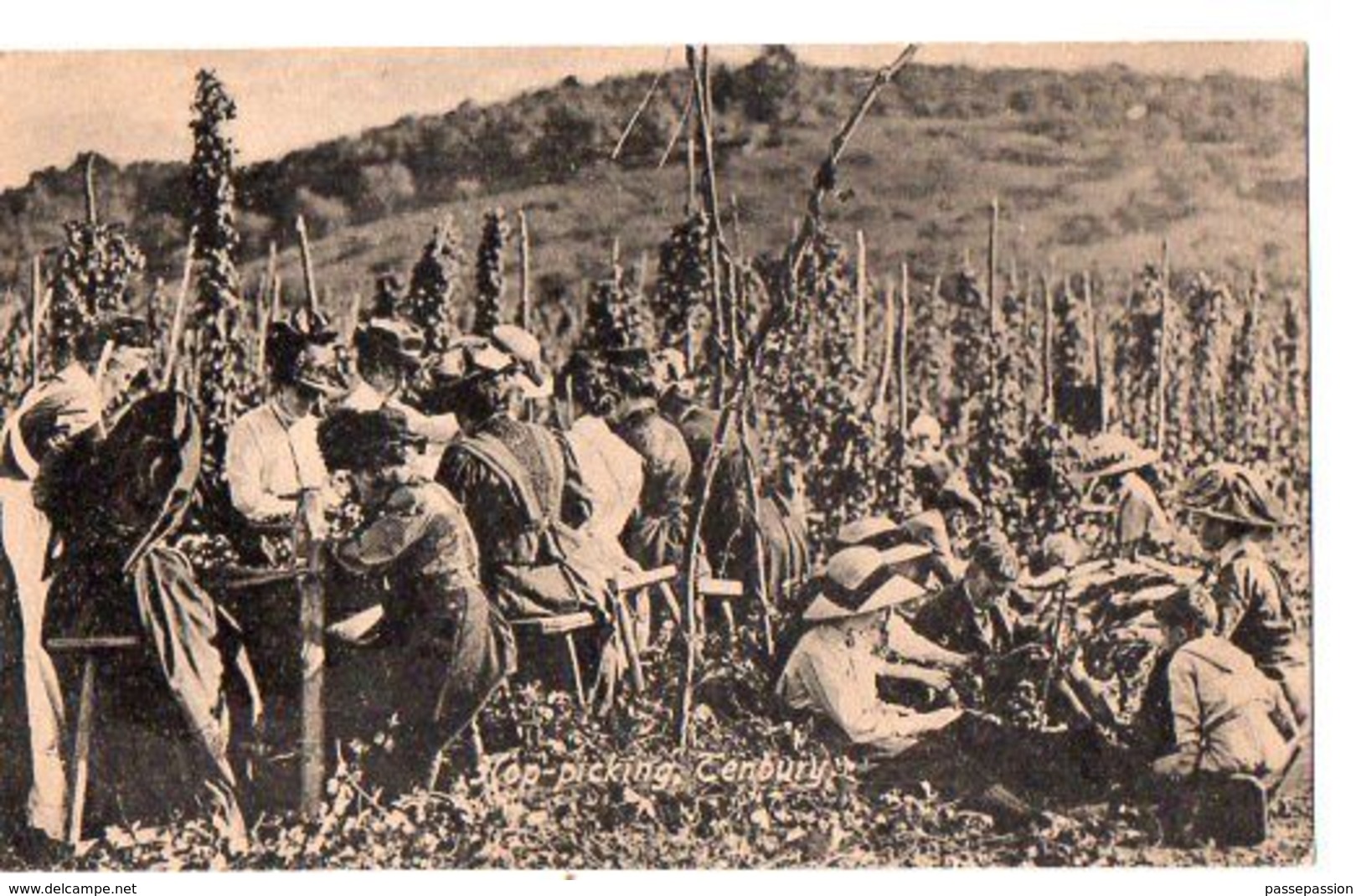 Cueillette Du Houblon - Cultivation