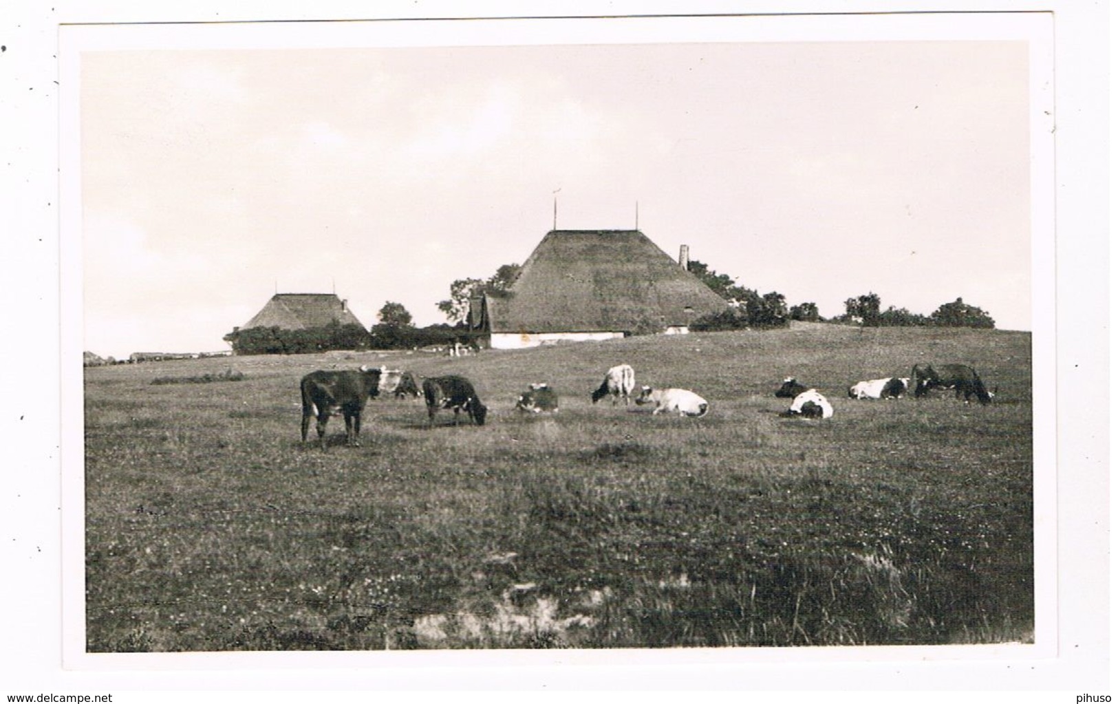 D-11165  EIDERSTEDT : Eiderstedter Marschlandschaft - Nordfriesland