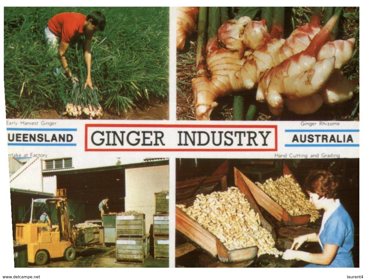 (A 34) Australia - QLD - Ginger Industry - Sunshine Coast