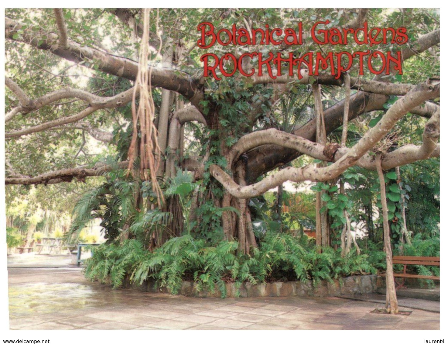 (A 34) Australia - QLD - Rockhampton Banyan Tree At Botanical Garden - Rockhampton