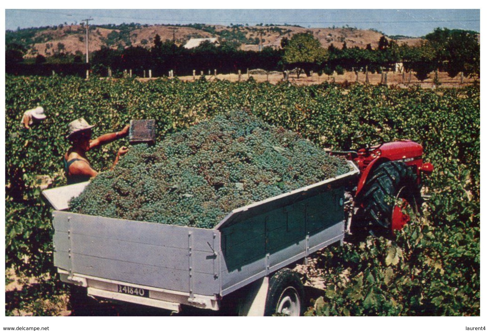(A 34) Australia - SA - Grape Picking, Barossa (with Stamp) - Barossa Valley