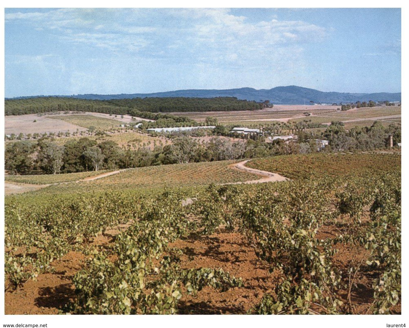 (A 34) Australia - SA - Grape At Barossa Valley - Barossa Valley