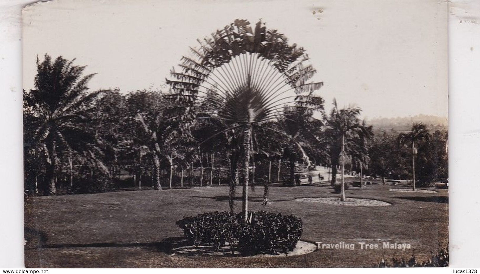 MALAISIE / CARTE PHOTO / TRAVELING TREE - Malaysia