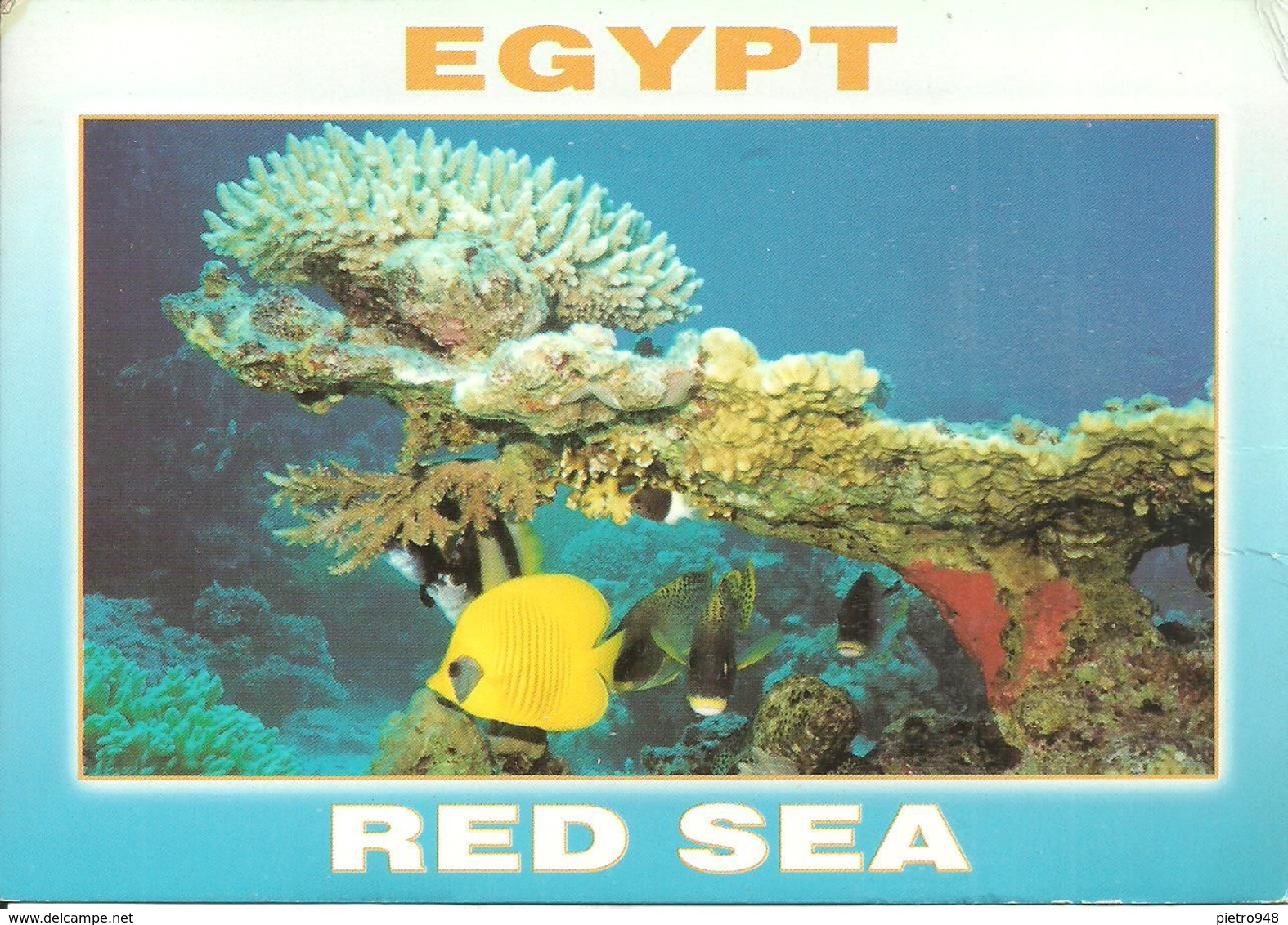 Red Sea, Mar Rosso (Egitto, Egypt) Seabed Of The Red Sea, Butterfish And Sweetlips - Other & Unclassified