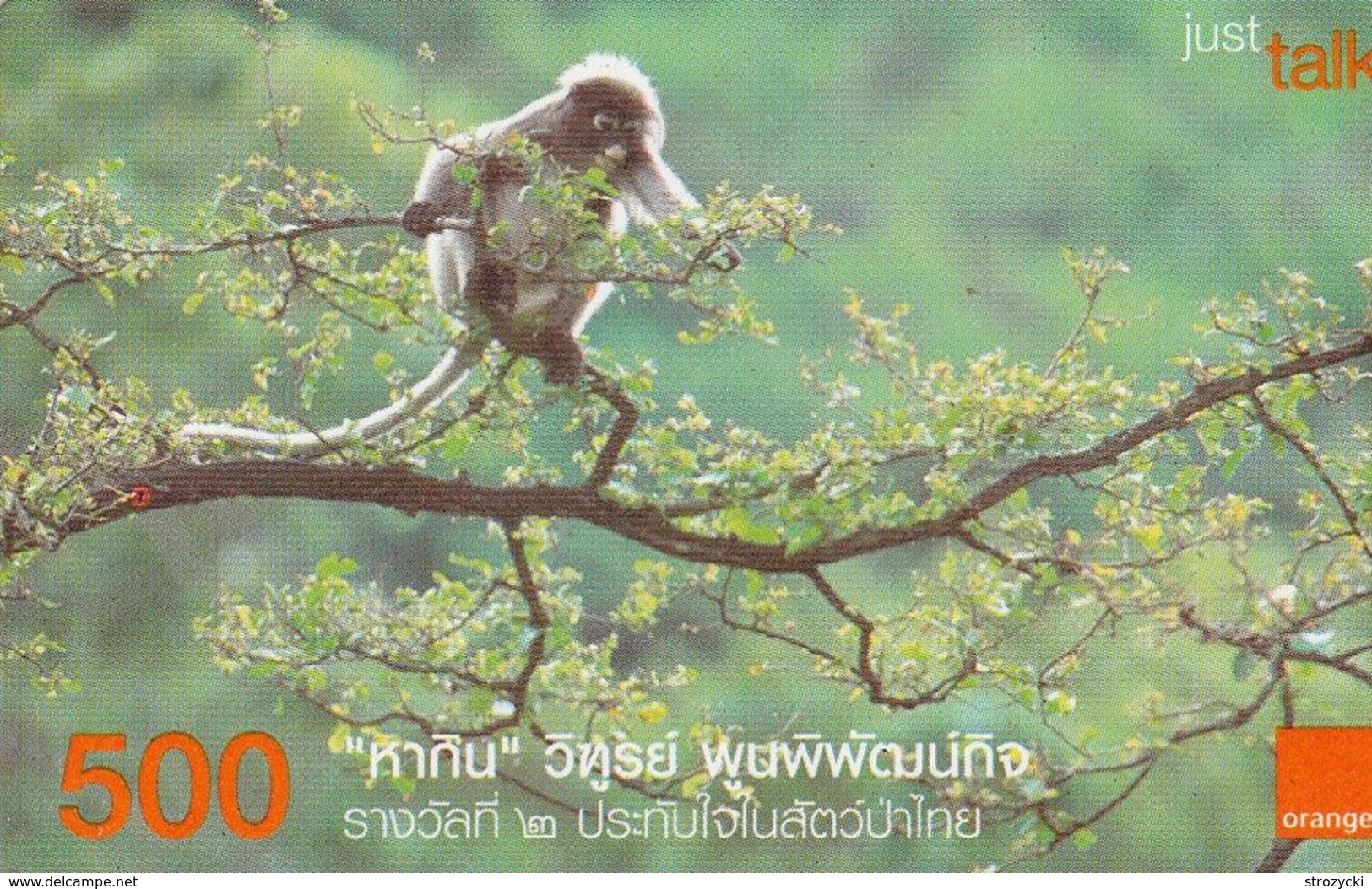 Thailand - Orange - Monkey - Thailand